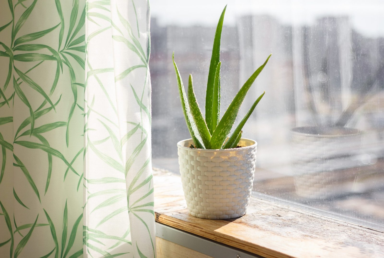 Culinary Summer Plant:  Aloe Vera 