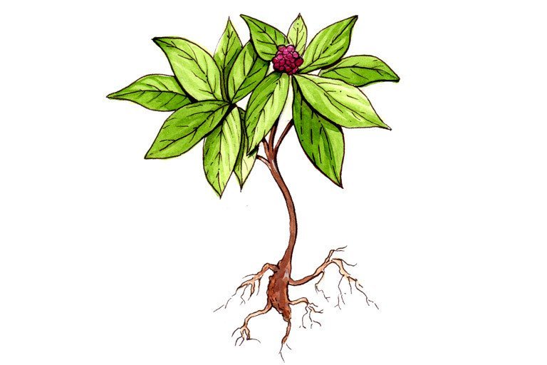 culinary herb: Ashwagandha