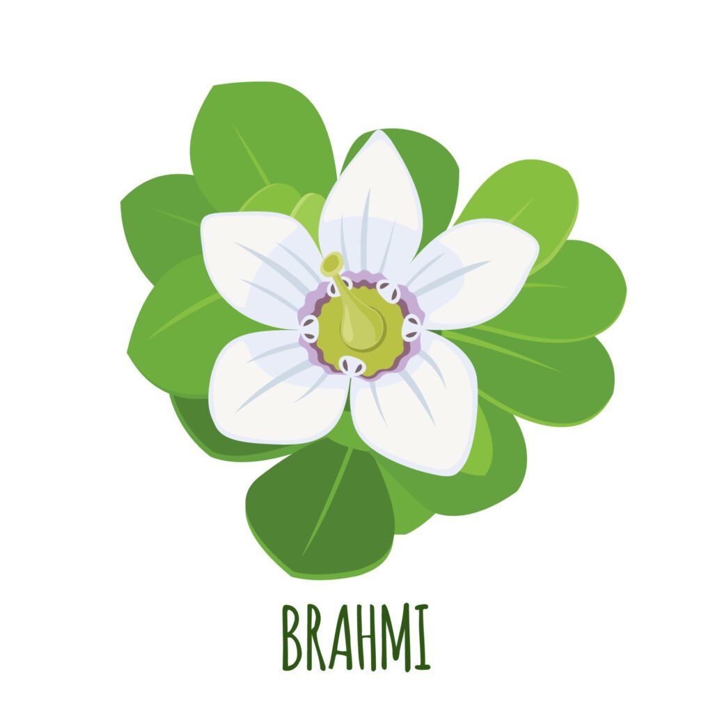 culinary herb: brahmi