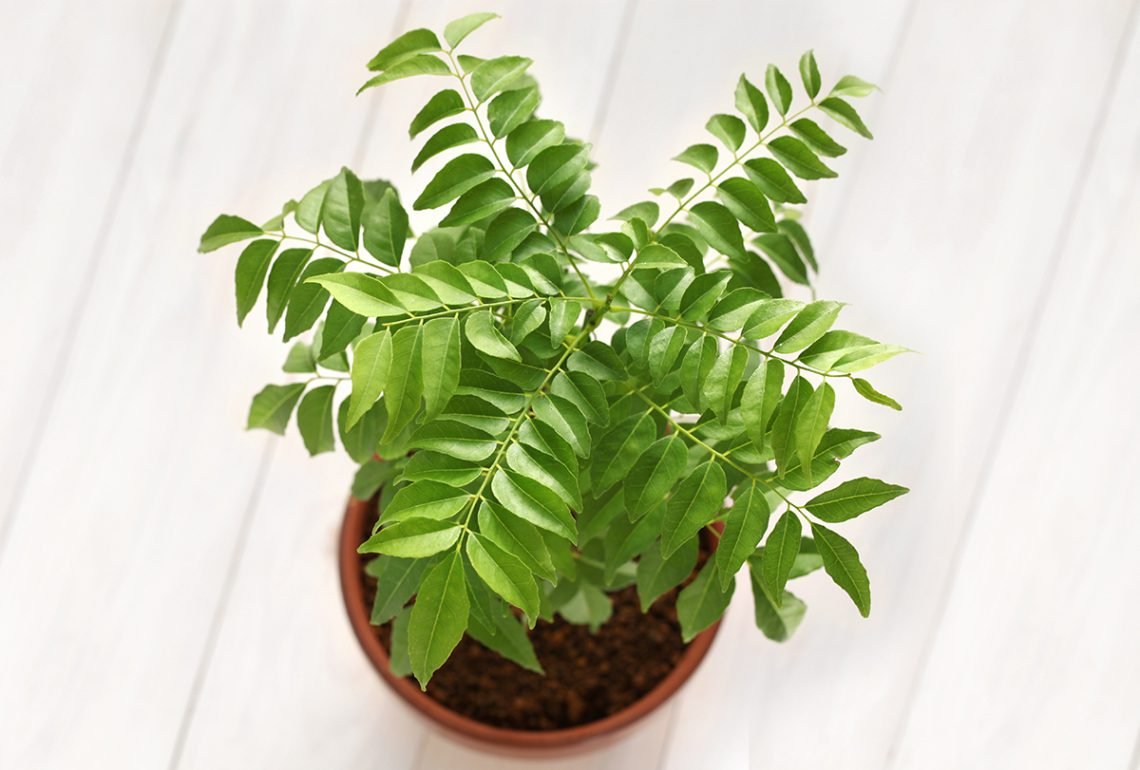 Culinary Summer Plant:  
Curry Leaf Plant 