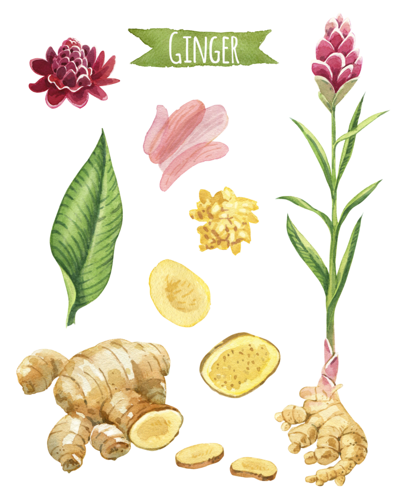 culinary herb: ginger