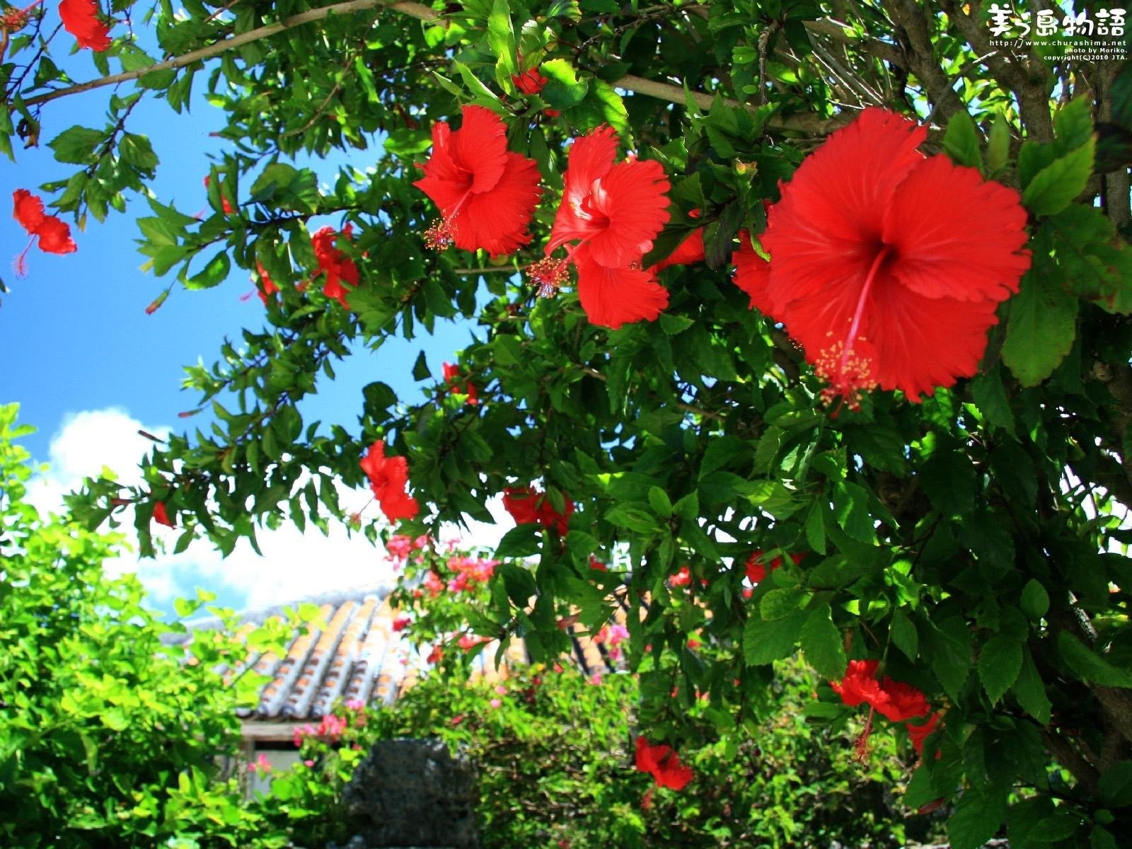 Culinary Summer Plant:  
Hibiscus