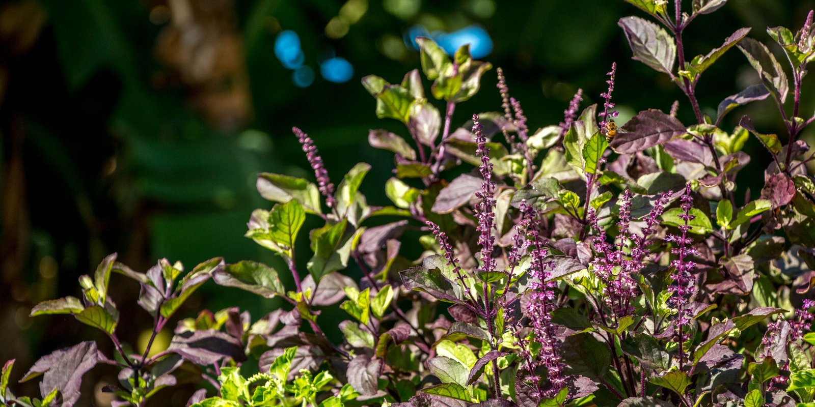 Culinary Summer Plant:  
Indian Basil Plant 