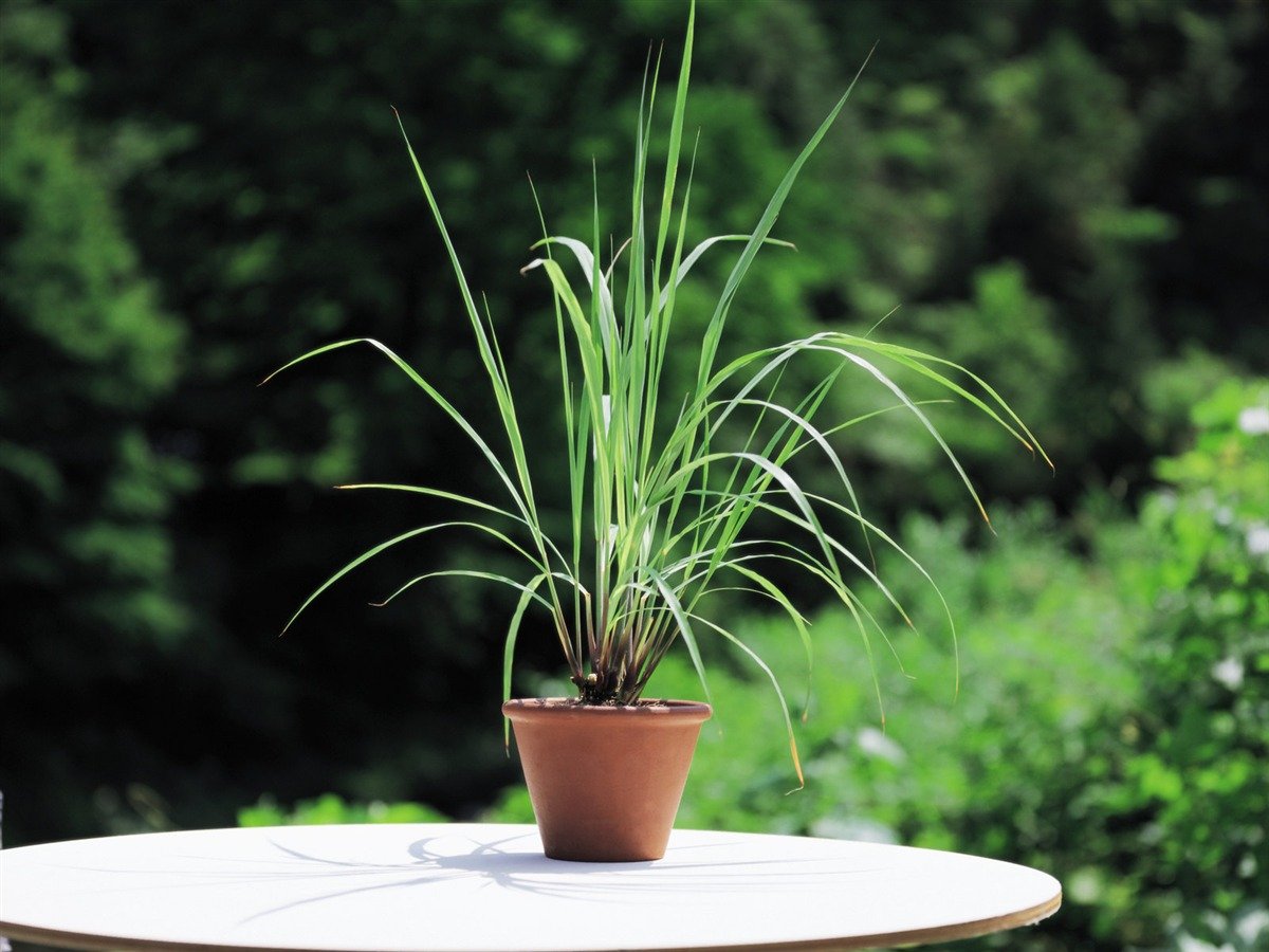 Culinary Summer Plant:  
Lemon Grass Plant 