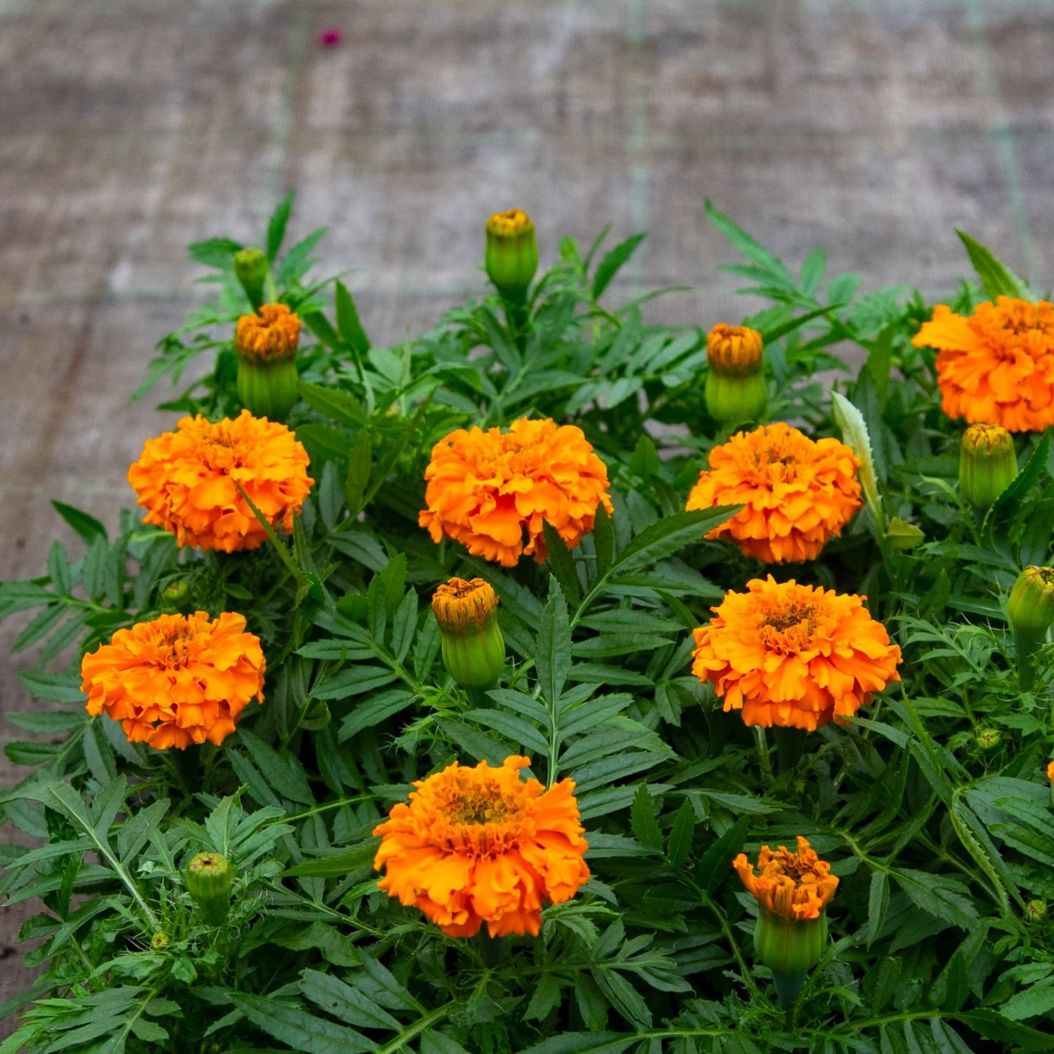Culinary Summer Plant:  
Marigold Plant 