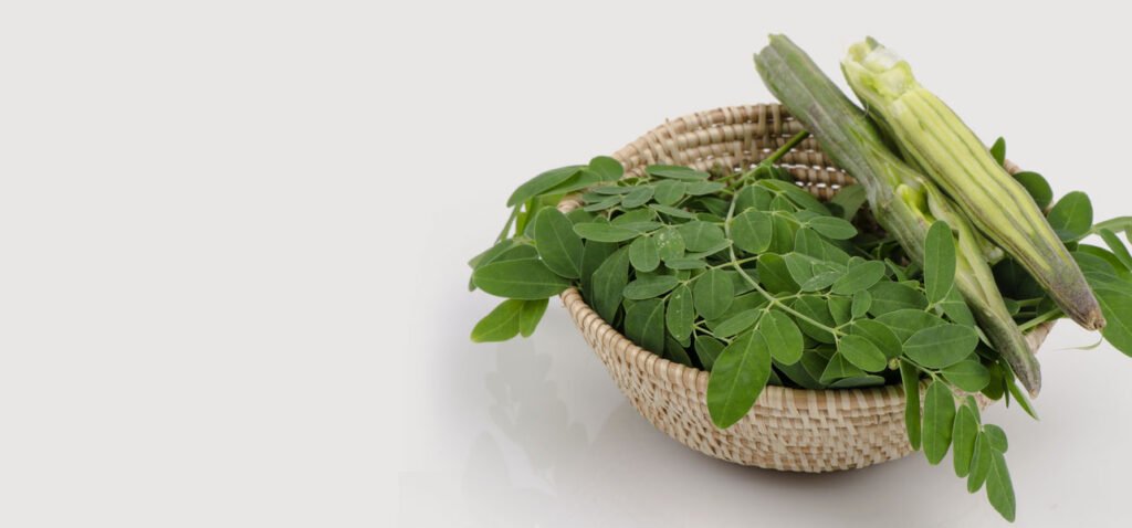 culinary herb: moringa 