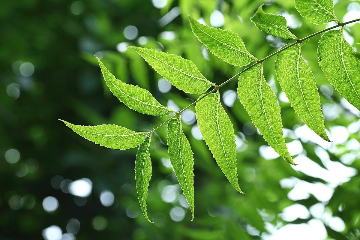 Culinary Summer Plant:  
Neem Plant 