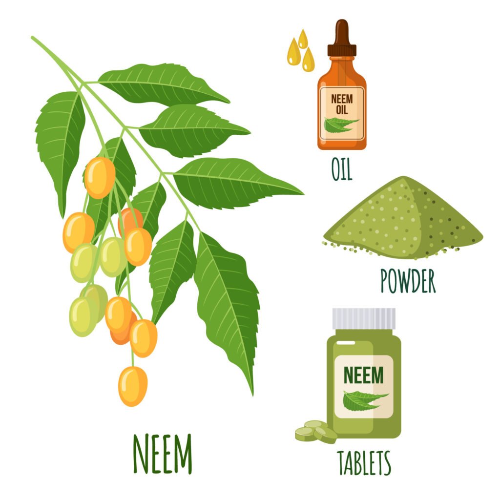 culinary herb: neem