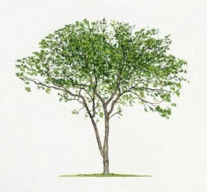Culinary Summer Plant:  
Sandalwood Plant 