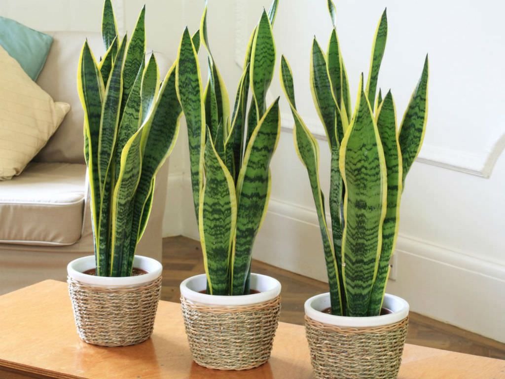 Culinary Summer Plant:  
Snake Plant 