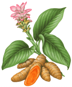 Culinary herb: turmeric (haldi)