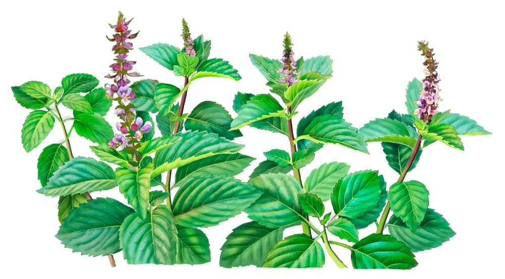 Culinary herb: holy basil