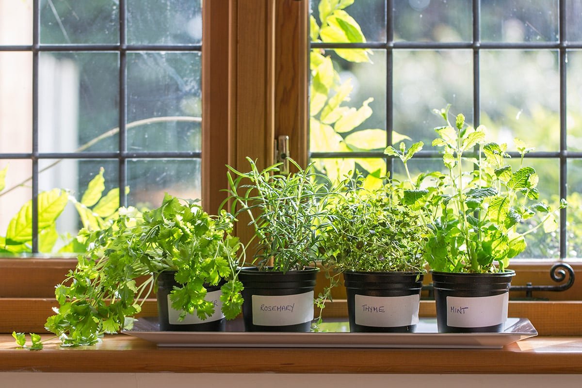 Culinary Summer Plants for home