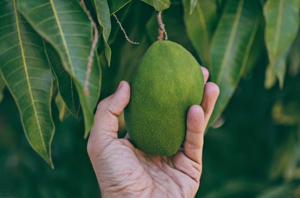 Mango Varieties in India