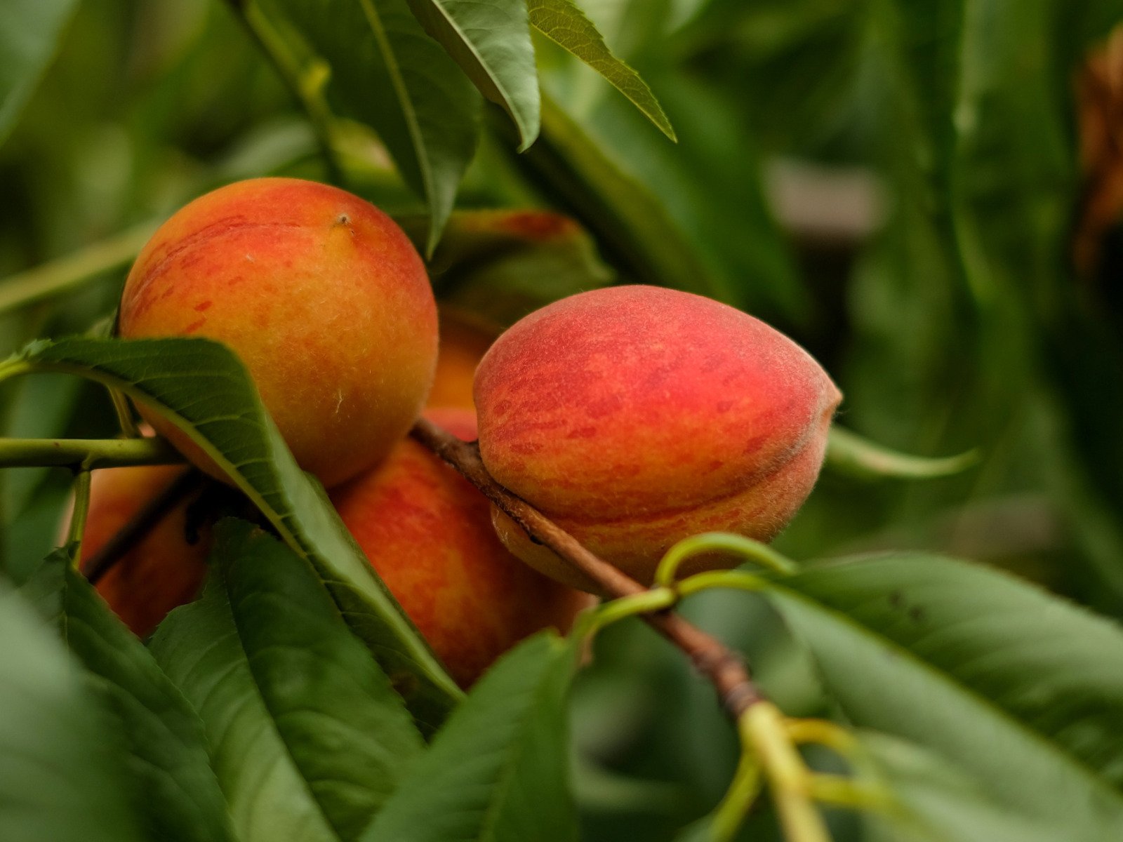 Musky Monsoon-summer Fruit 'Peach'
