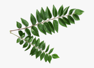 Curry Leaves Benefits 