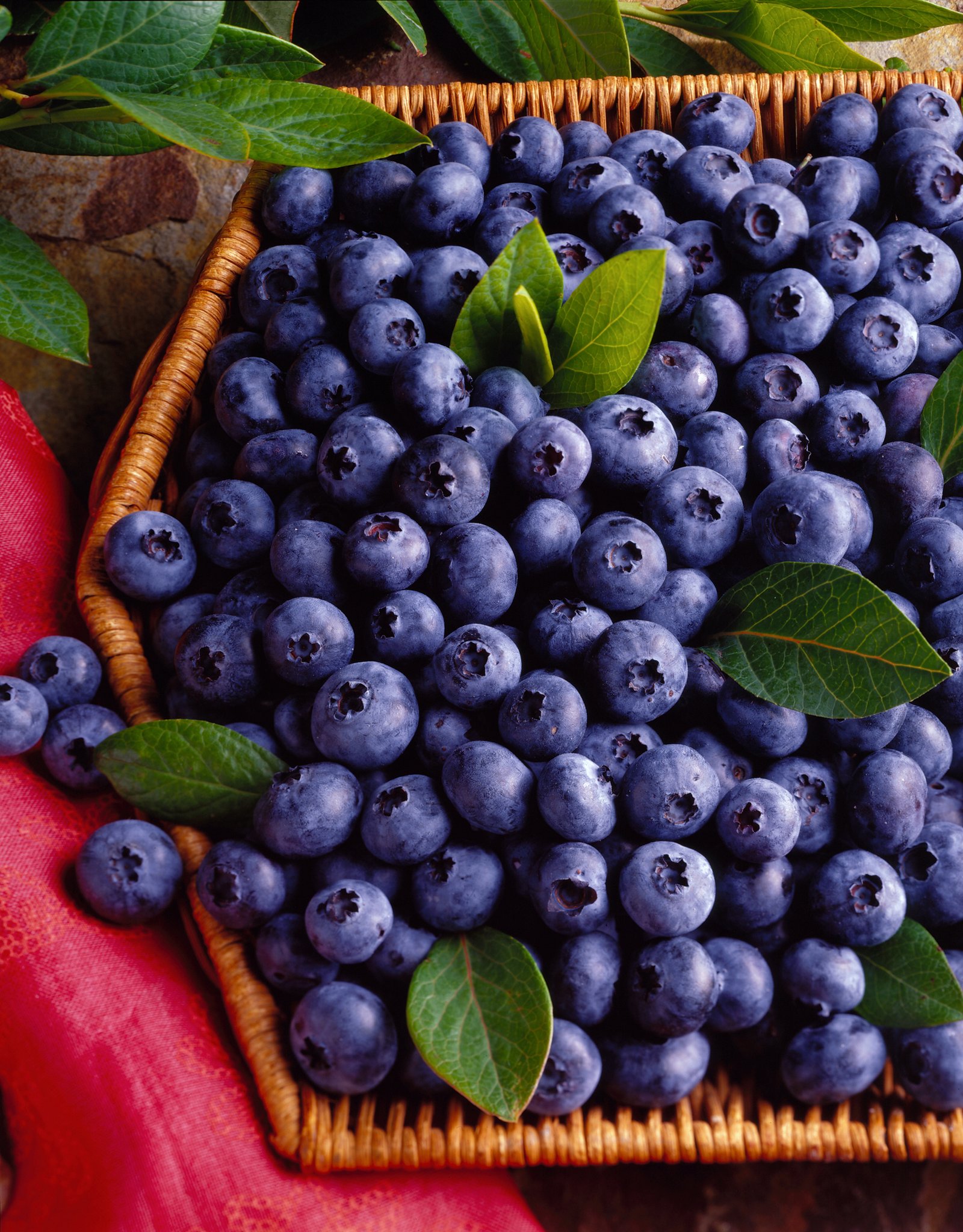 Blueberries-seasonal winter fruit
