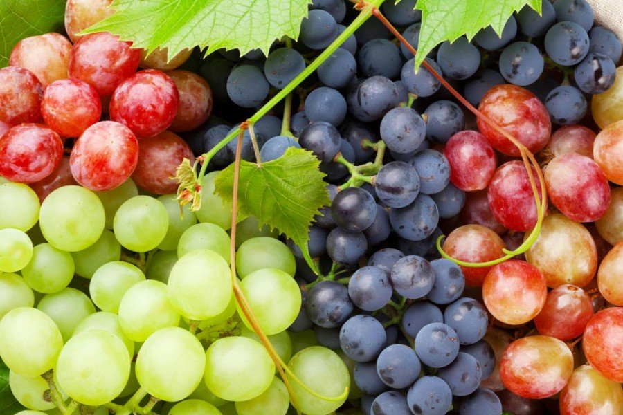 Grapes-seasonal winter fruit