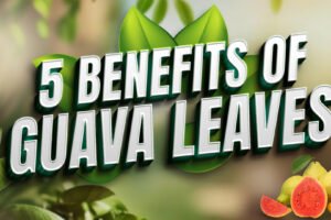 Guava Leaves Benefits | How to eat the leaves in daily routine!