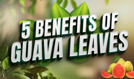 Guava Leaves: Learn how to eat them for greater benefits.