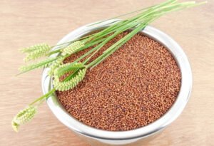 Pearl Millet Image